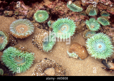 Verde mare anenomes in tidepool Foto Stock