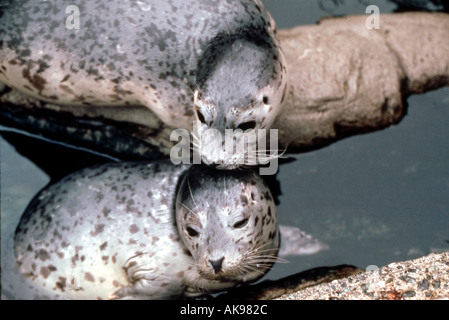 Cuccioli di foca di bambino Foto Stock