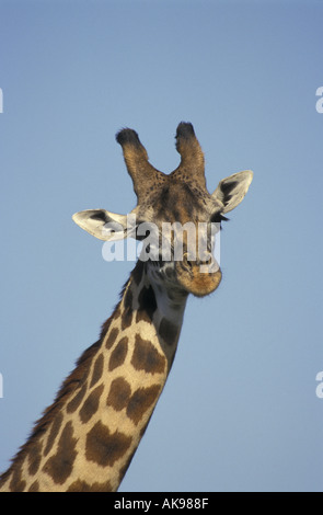 Ritratto di Masai o comuni o Giraffe Masai Mara riserva nazionale del Kenya Africa orientale Foto Stock