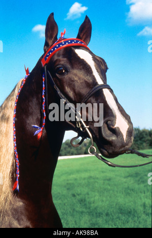 I cavalli purosangue tennesse walker visualizza Foto Stock