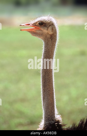 La testa dello struzzo close up Foto Stock