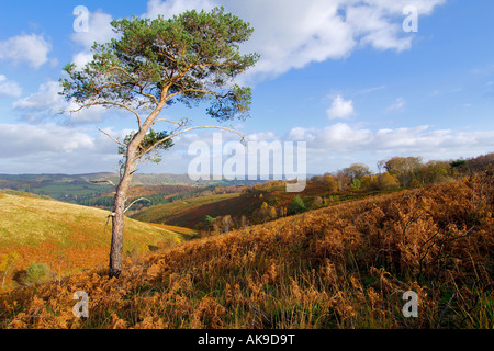 Unico di pino silvestre albero su Trendlebere giù sul Dartmoor con alberi autunnali in background Foto Stock