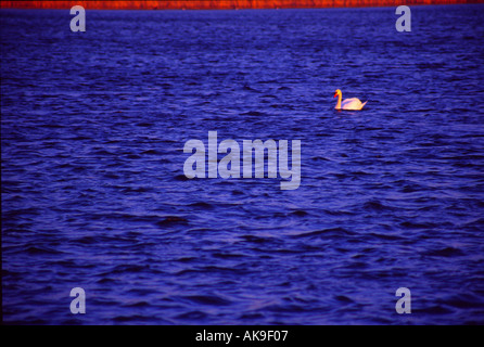 Tring serbatoi - Hertfordshire Foto Stock