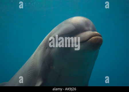 Tursiope Tursiops truncatus Foto Stock