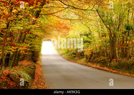 Fantastico display di colore dorato alberi autunnali inarcamento in un tranquillo vicolo del paese con la luce del sole attraverso radiante Foto Stock