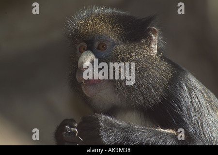 Maggiore dal naso bianco spot o dal naso a naso putty guenon Cercopithecus nictitans Foto Stock