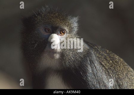 Maggiore dal naso bianco spot o dal naso a naso putty guenon Cercopithecus nictitans Foto Stock