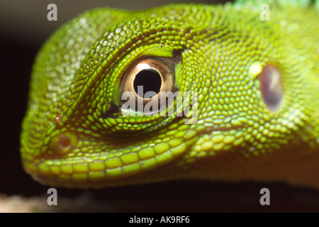 GUICHENOT S DWARF IGUANA Enyalioides laticeps foresta pluviale amazzonica Yavari Valley Perù Foto Stock