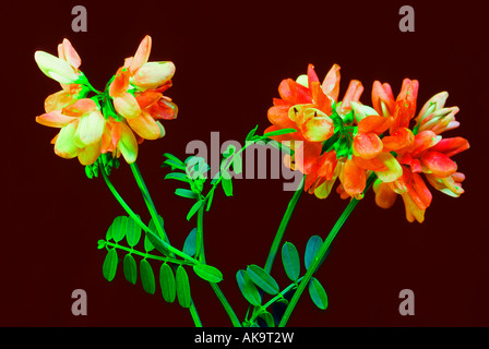 Prateria fiori selvatici disposti di lupino impianto floreale di fiori botanic verde rosso composizione artistica Foto Stock