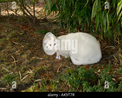 White House cat indossando un Elizabethan collare o colletto di spazio Foto Stock