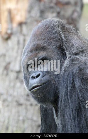 Western pianura gorilla Foto Stock