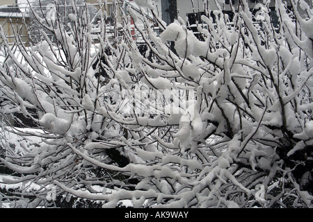 Congelati i rami degli alberi in inverno visto in Zell am See inverno ski resort in Austria. Foto Stock