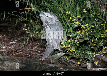 Bruno Frogmouth - Podargus strigoides Foto Stock