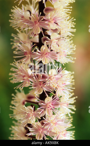 Actaea simplex Spike Rosa syn Cimicifuga Foto Stock