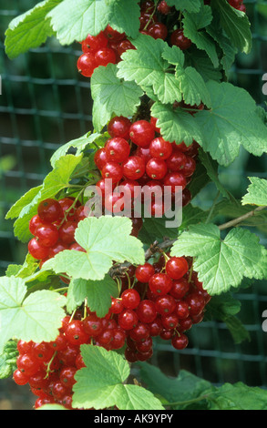 Ribes rosso Wilsons lunga mazzetto bacche berry su un albero Foto Stock