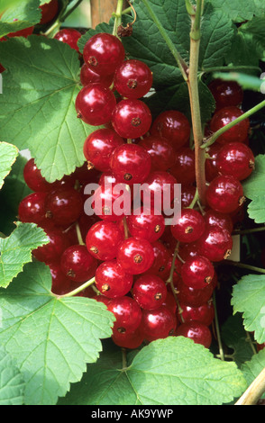 Ribes rosso Laxton s n. 1 frutto Foto Stock
