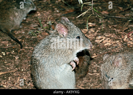 Brush-tailed Bettong -Bettongia penicillata Foto Stock