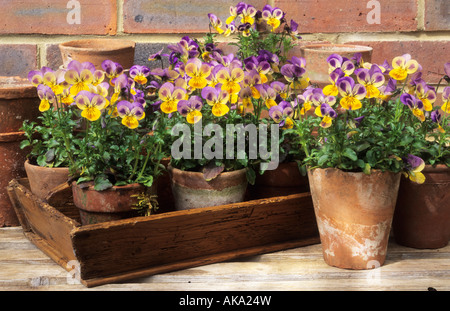 Viola viola "Sorbet Yellow Frost" in vassoio semi di legno Foto Stock