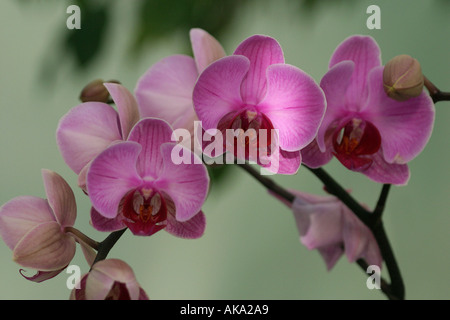 Orchidee rosa Foto Stock