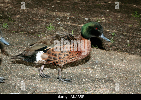 Castagno maschio Teal- Anas [castanea] castanea Foto Stock