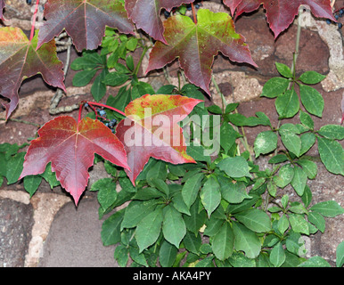 Due diversi alpinisti giardino su un muro di pietra. Essi sono in colori autunnali. Foto Stock