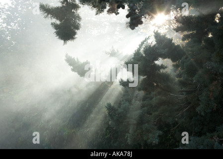 Fasci di luce del sole proveniente attraverso i rami degli alberi Foto Stock