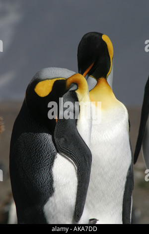 Adulto re pinguini sulla spiaggia di Baia di St Andrews Sud Georgia Isola Scotia mare,l'Antartide. Foto Stock