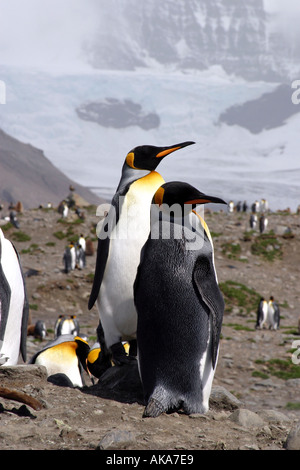 Re pinguini sulla spiaggia di Baia di St Andrews Sud Georgia Isola Scotia Sea Foto Stock