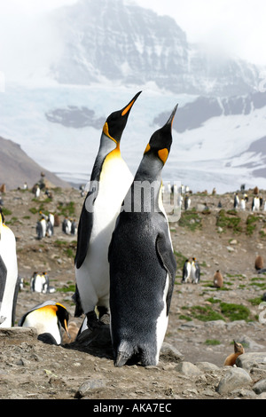 Re pinguini sulla spiaggia di Baia di St Andrews Sud Georgia Isola Scotia Sea Foto Stock