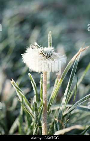 Frost-coperto tarassaco seme head Foto Stock