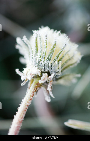 Frost-coperto tarassaco seme head Foto Stock