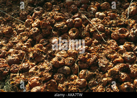 Mele di decomposizione Foto Stock