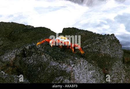 Sally lightfoot crab (Grapsus grapsus). Isola Floreana. Isole Galapagos. Ecuador Foto Stock