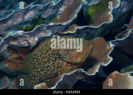 Un Blue Spotted raggruppatore, Cephalopholis cyanostigma , poggia su un letto di coralli duri, Indonesia Foto Stock