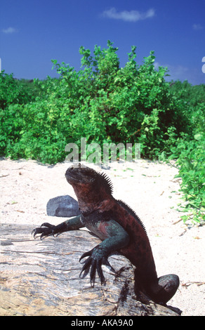 Iguana marina (Amblyrhynchus cristatus) in accostamento di colori.Española Island.Isole Galapagos.Ecuador Foto Stock