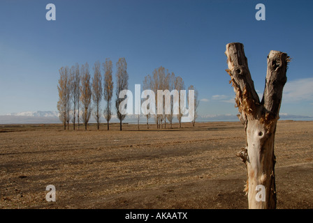 Un ceppo di albero con vulcano Suphan Dagi in background, Van provincia, Turchia orientale Foto Stock