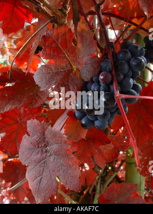 Vitis vinifera Purpurea Giardino Vitigno con rame fogliame colorato Foto Stock