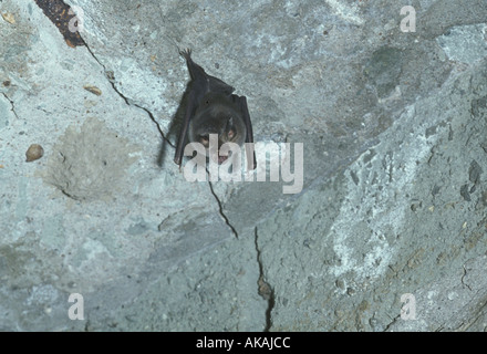 Sundevall's dal naso a foglia Bat Hipposideros caffer sono ' appollaiati in Africa orientale Foto Stock