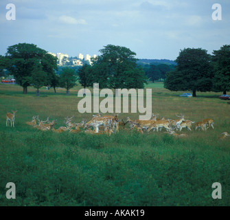 Daino Dama Dama mandria Richmond Park London Foto Stock