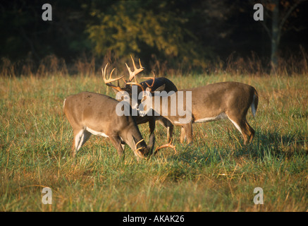 White Tailed Deer Odocoileus virginianus tre bucks risparmiarsi Cades Cove Tennessee USA Foto Stock