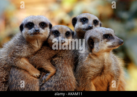 Suricate, Sottile-tailed Meerkat (Suricata suricatta). Quattro individui cuddling insieme Foto Stock