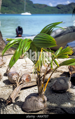 Impianto di noce di cocco che cresce dal seme sulla spiaggia nella società francese isole con barca a vela in sfondo Oceano Pacifico Foto Stock