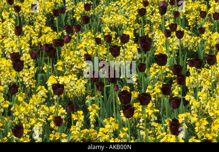 A fioritura primaverile lampadina RHS Wisley Surrey Tulipa "Regina della notte' Erysimum 'Primrose Monarch' Foto Stock