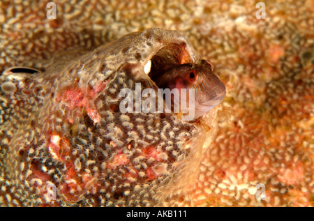 Bavose di alghe marine nel Golfo del Messico, off Texas Foto Stock