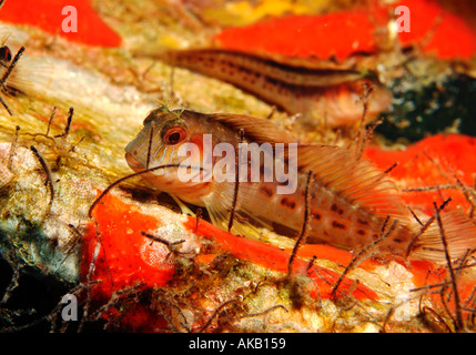 Bavose di alghe marine nel Golfo del Messico Foto Stock