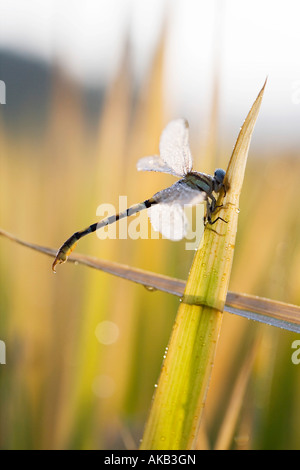 Paragomphus lineatus. Fiancheggiata hooktail dragonfly essiccazione su foglie di riso nella campagna indiana. India. Rendendo la forma di un numero 4 Foto Stock