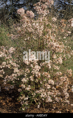 Viburnum farreri syn V fragrans Foto Stock