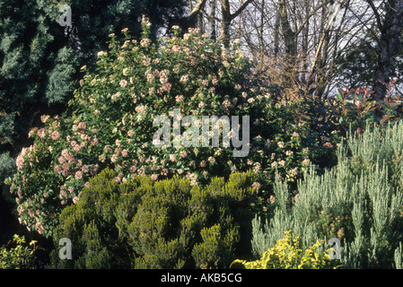 Viburnum tinus Eve Price Foto Stock