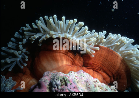 Durante una immersione notturna questa magnifica anemone marittimo mostra una brillante base arancione coronata da graziosi tentacoli bianco Foto Stock