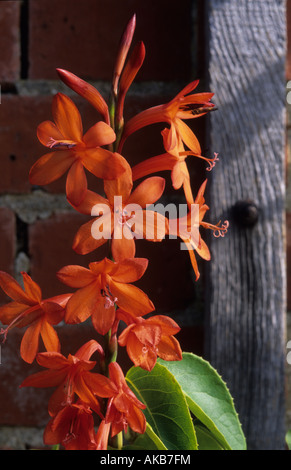 Watsonia angusta Foto Stock